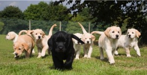 Labrador puppies in field